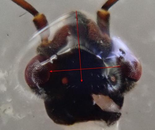 Arocatus longiceps